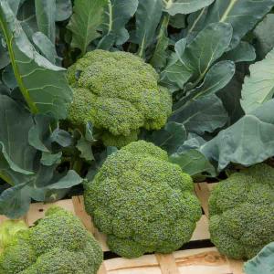Chou Brocoli Verdia 2 HF1 - Graines d'exception